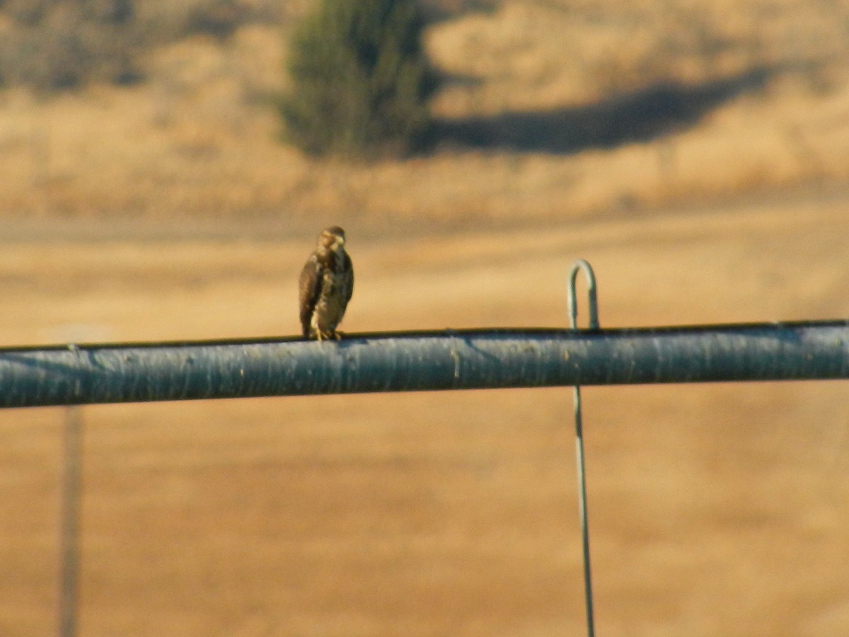 Swainson's Hawk - ML273678991