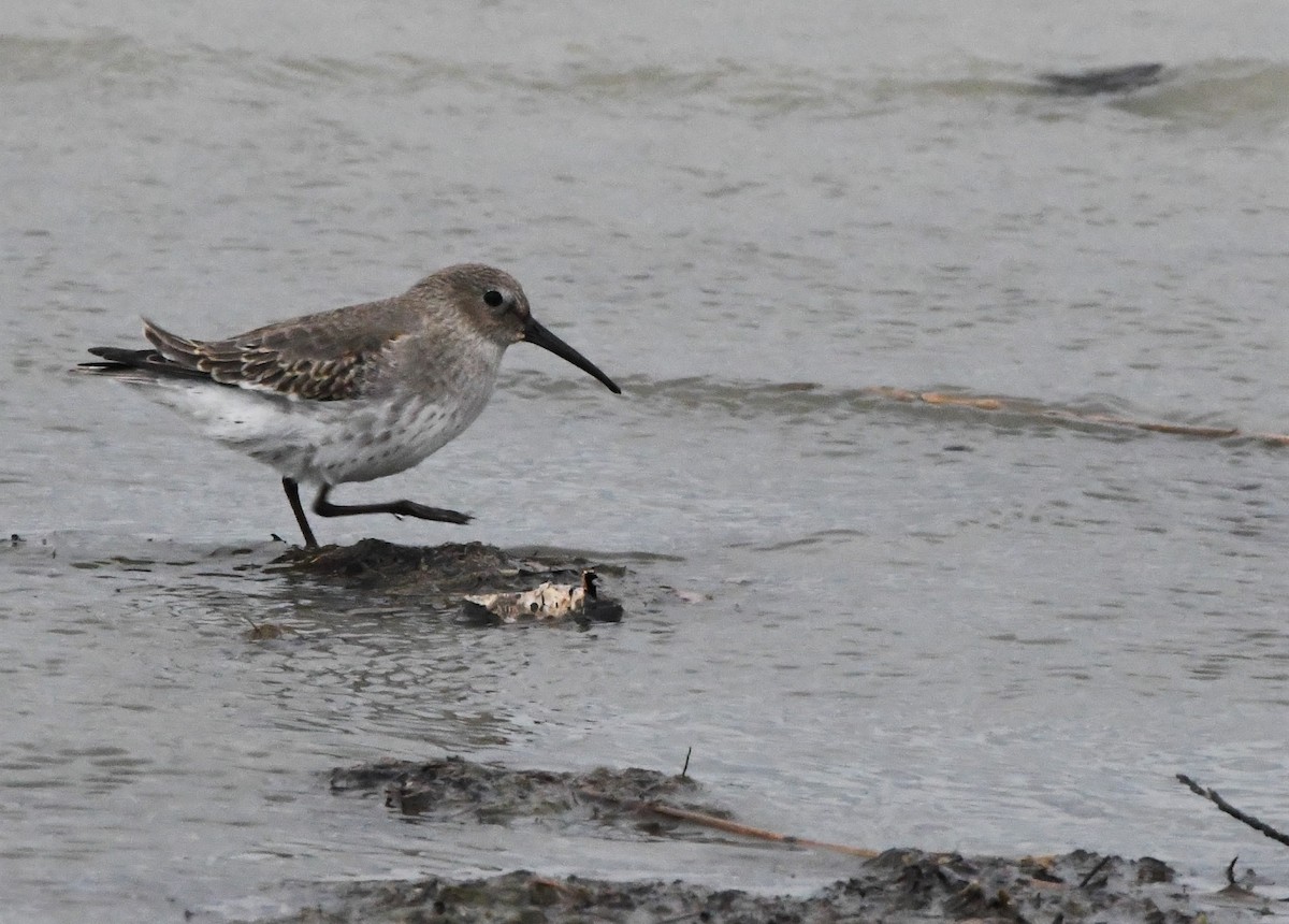 Dunlin - ML273679941