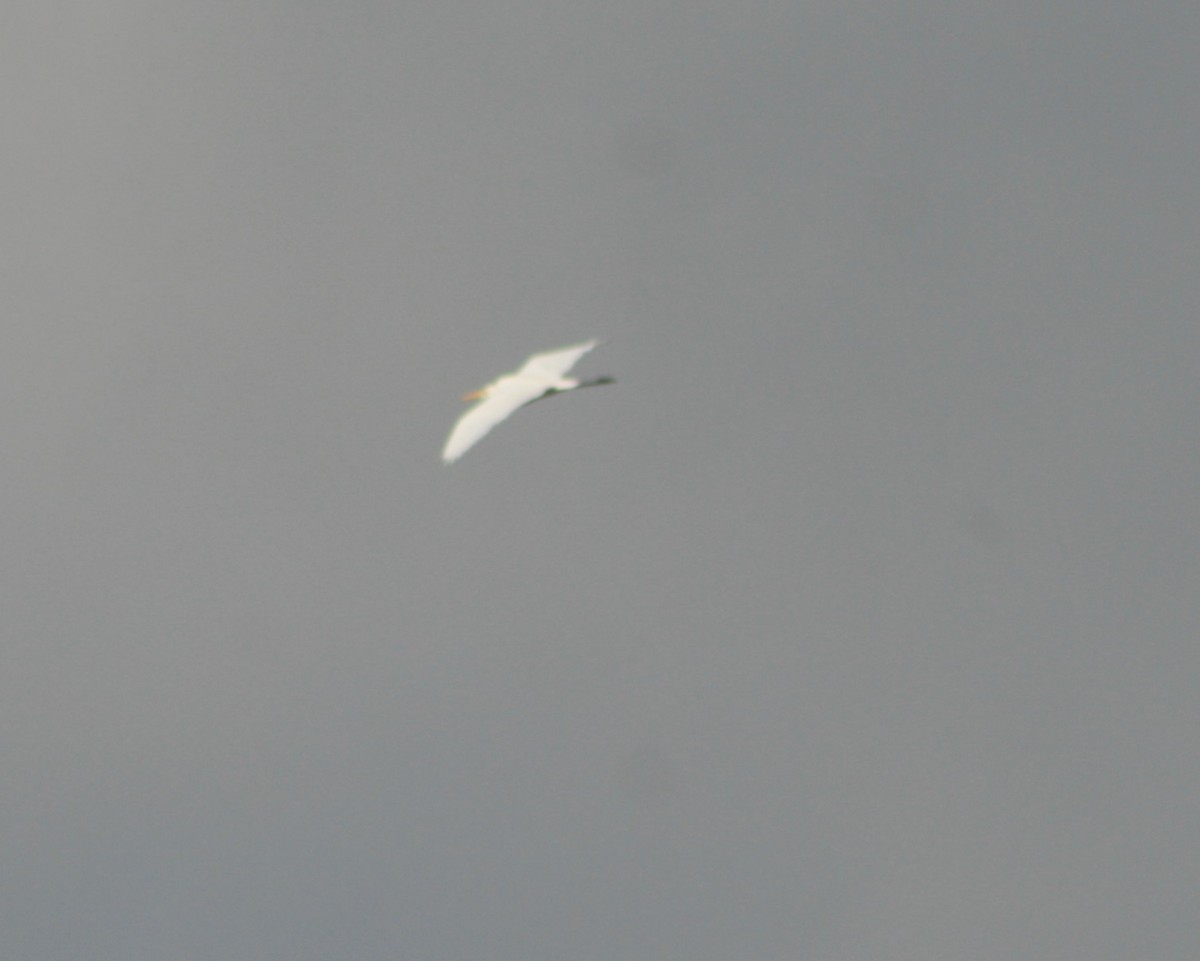 Great Egret (alba) - ML273681061
