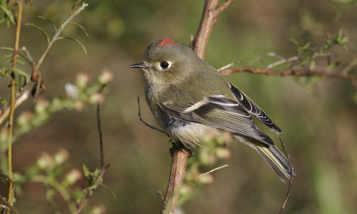 Ruby-crowned Kinglet - ML27368121