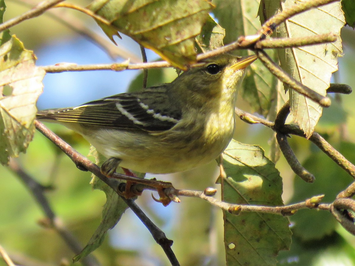 Blackpoll Warbler - ML273681771