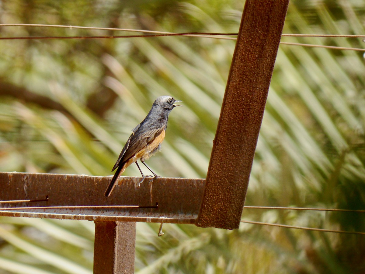 Black Redstart - ML273682151