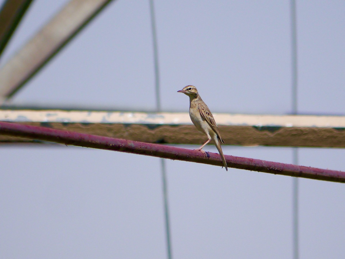 Tawny Pipit - ML273682201