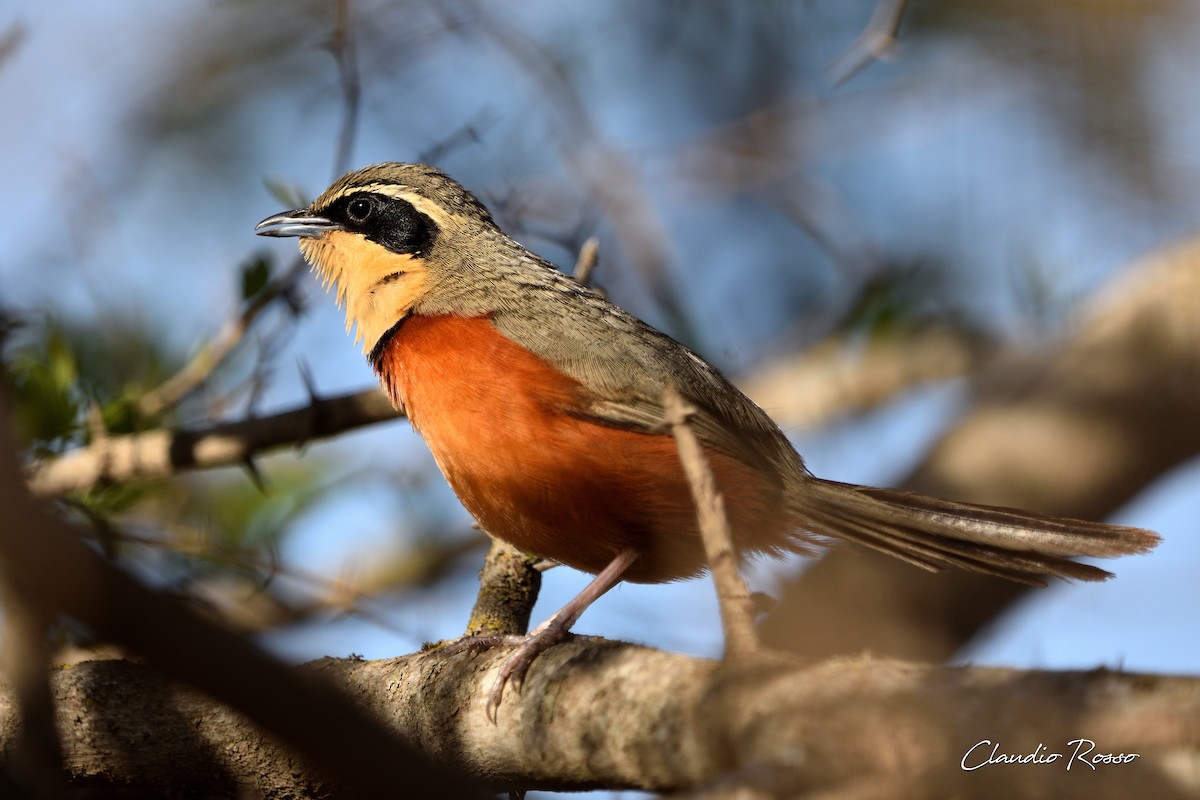 Olive-crowned Crescentchest - Claudio Rosso