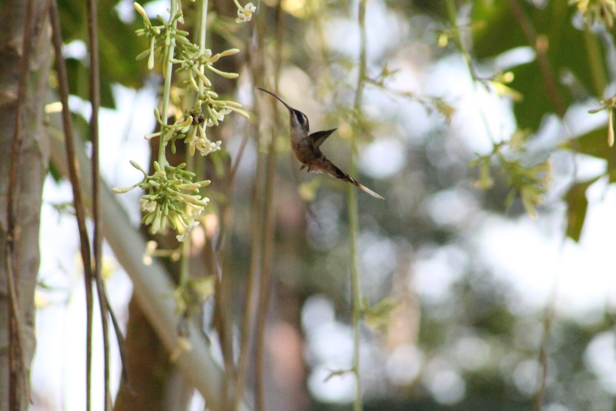 Long-tailed Hermit - ML273683031