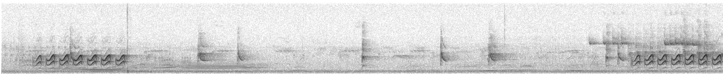 Weißbrustkleiber (aculeata/alexandrae) - ML27368451