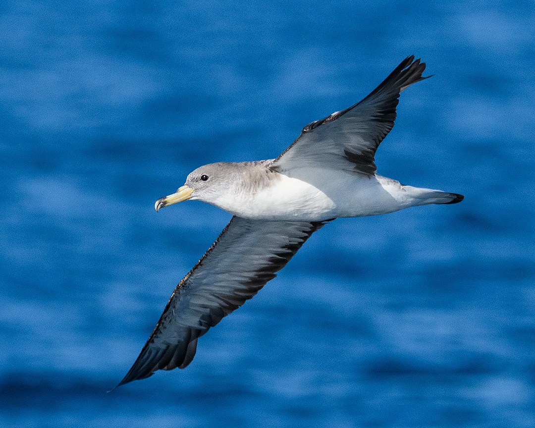 Cory's Shearwater - Daniel Maza