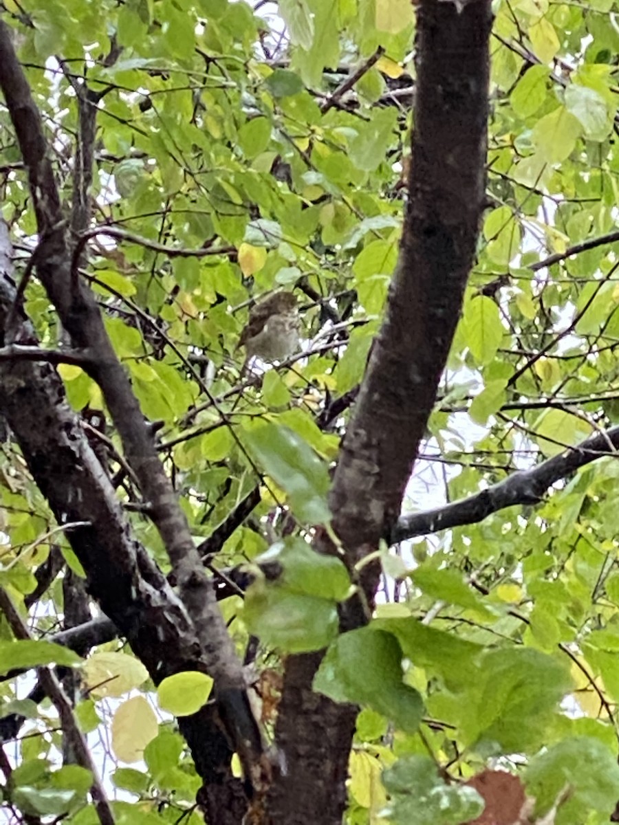 Hermit Thrush - Matthew Pierce