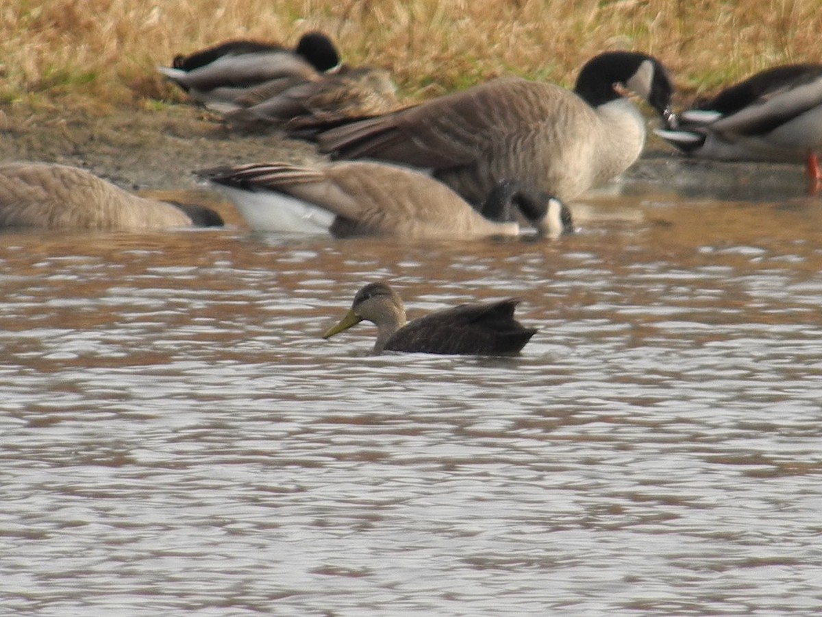 American Black Duck - ML273688941