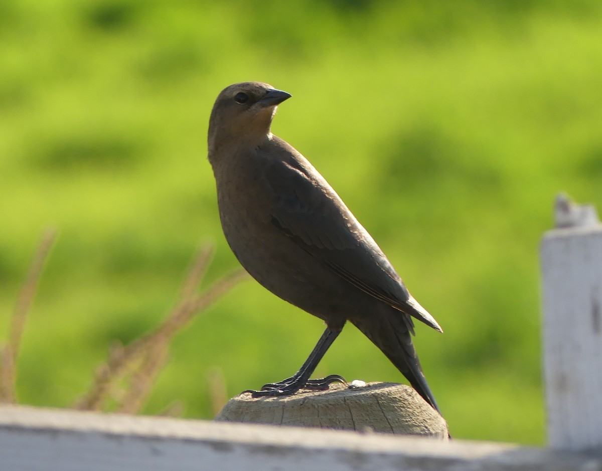 Brown-headed Cowbird - ML273689021