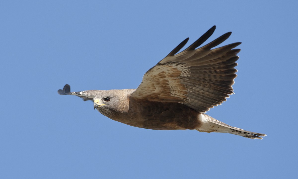 Swainson's Hawk - Brian Sullivan