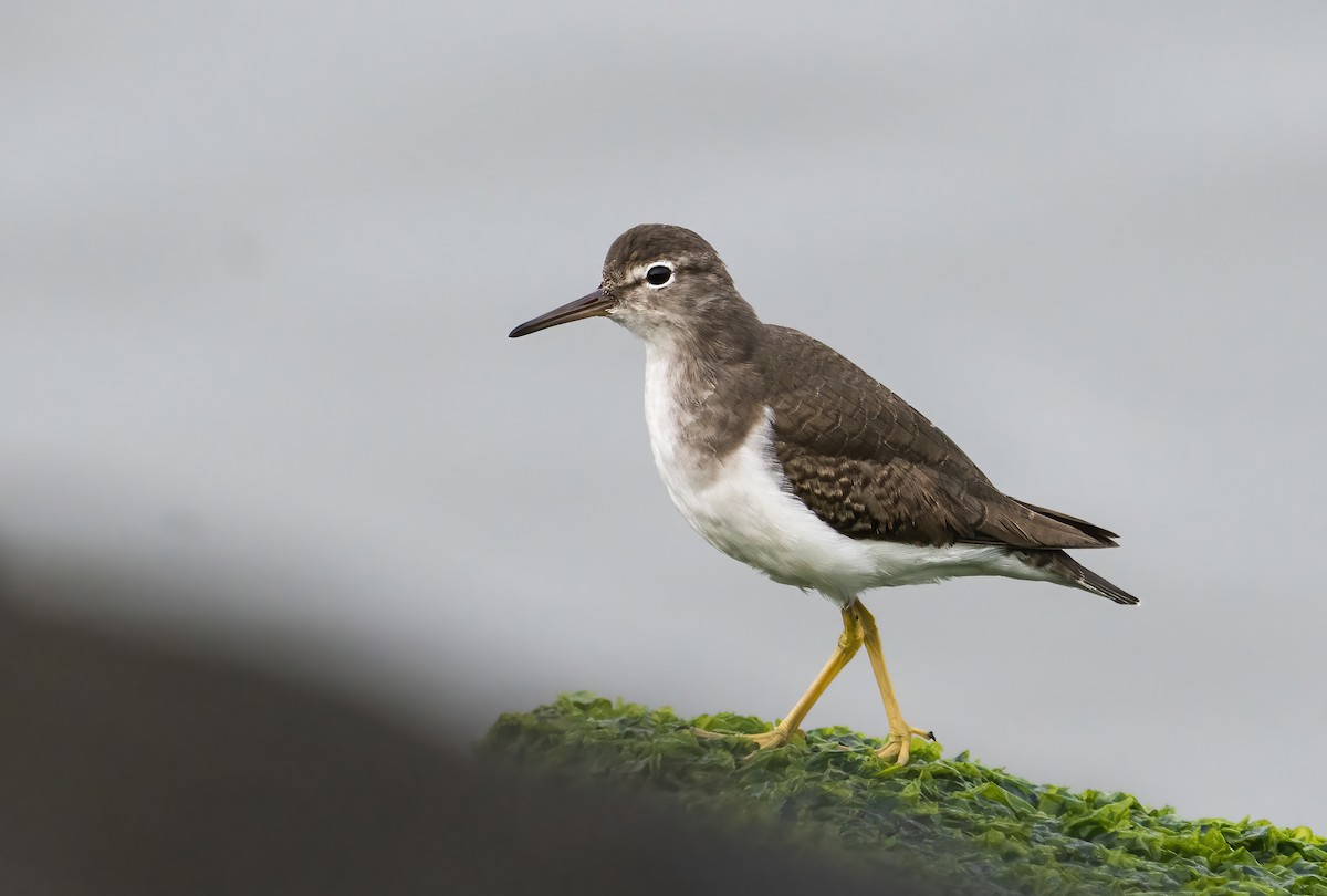 Spotted Sandpiper - ML273690761