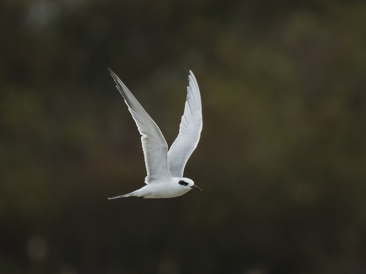 Forster's Tern - ML273690881