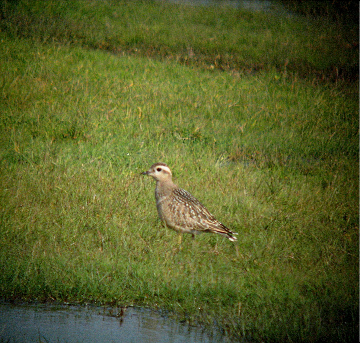 Eurasian Dotterel - ML273692101