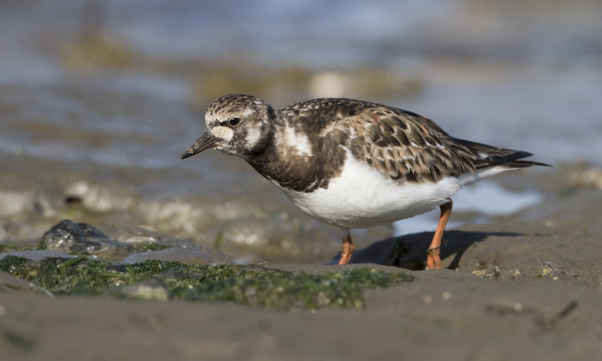 Ruddy Turnstone - ML27369261