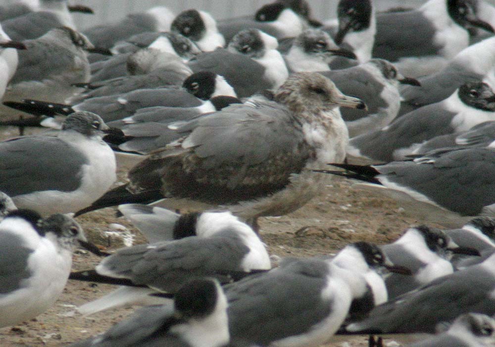 Gaviota Californiana - ML27369311