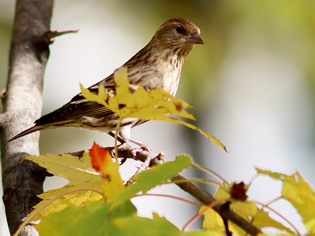 Pine Siskin - Sherry Plessner