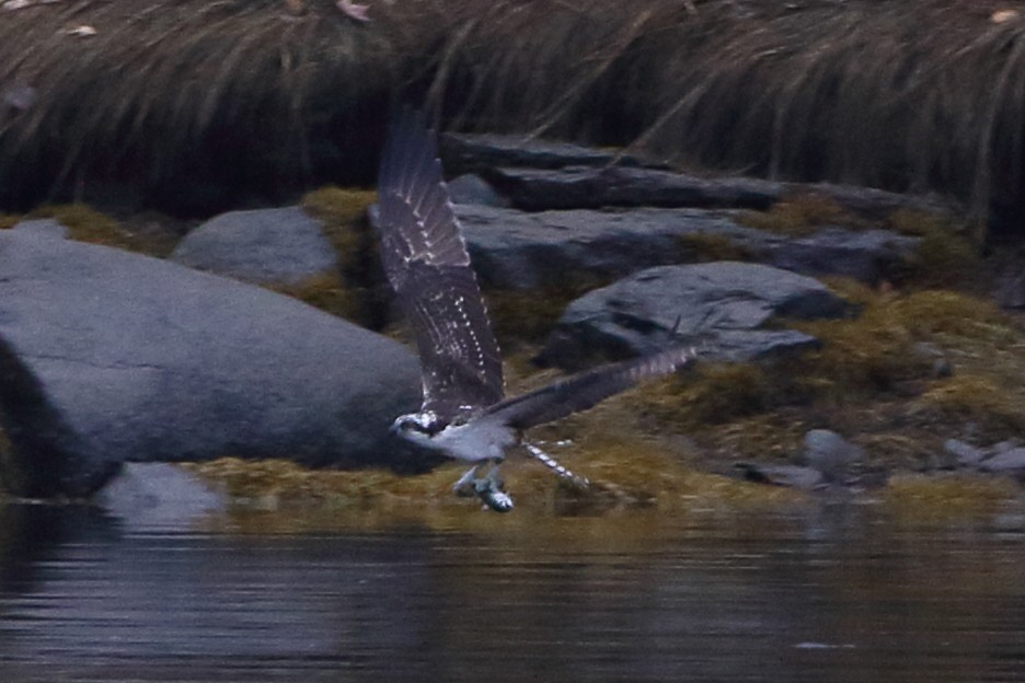 Balbuzard pêcheur - ML273697471