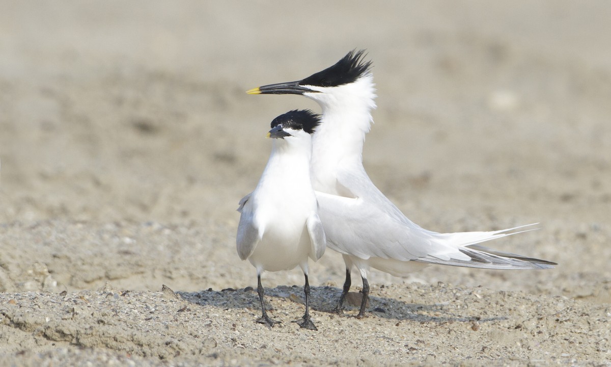 Sandwich Tern - ML27369801