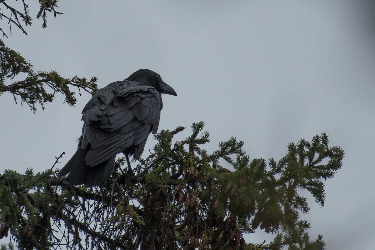 American Crow - ML273698351