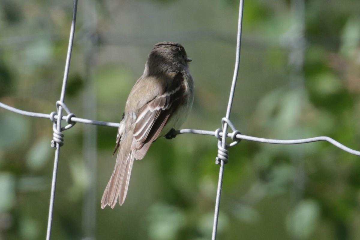 Least Flycatcher - Cameron Eckert