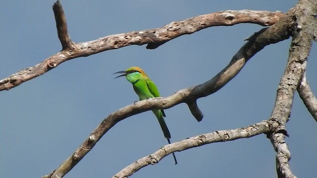 Asian Green Bee-eater - ML273698931