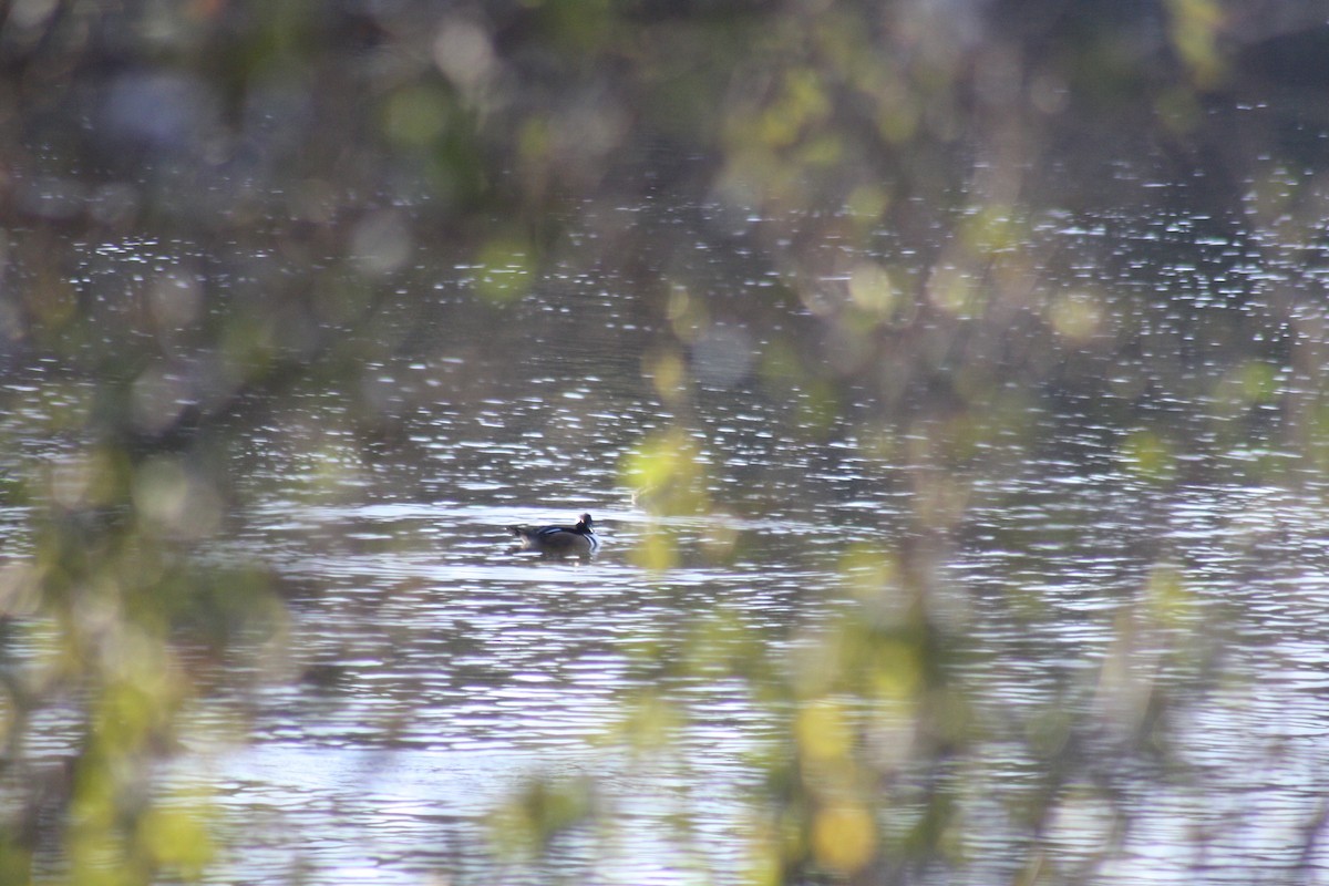 Hooded Merganser - ML273700601