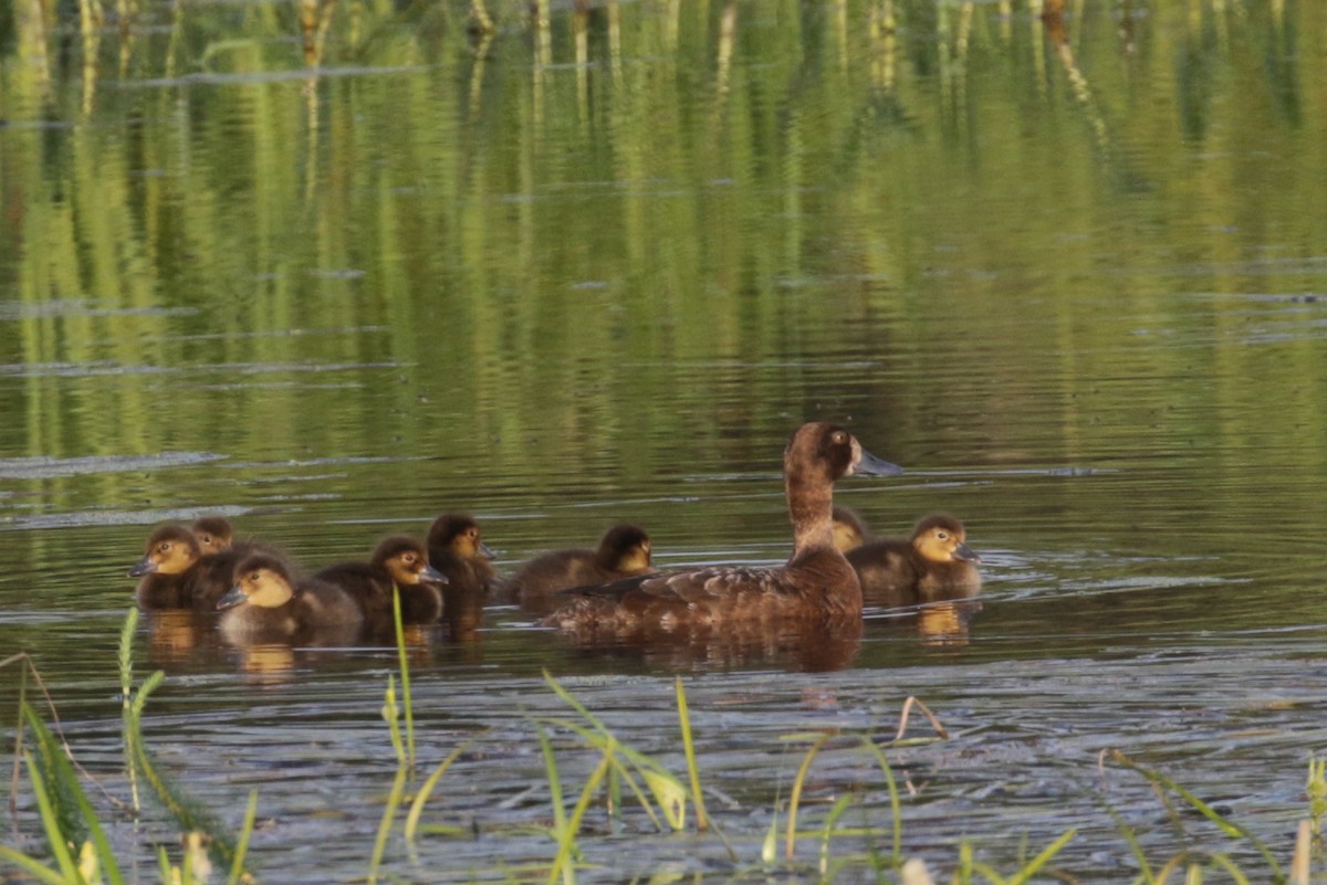 Lesser Scaup - ML273701281