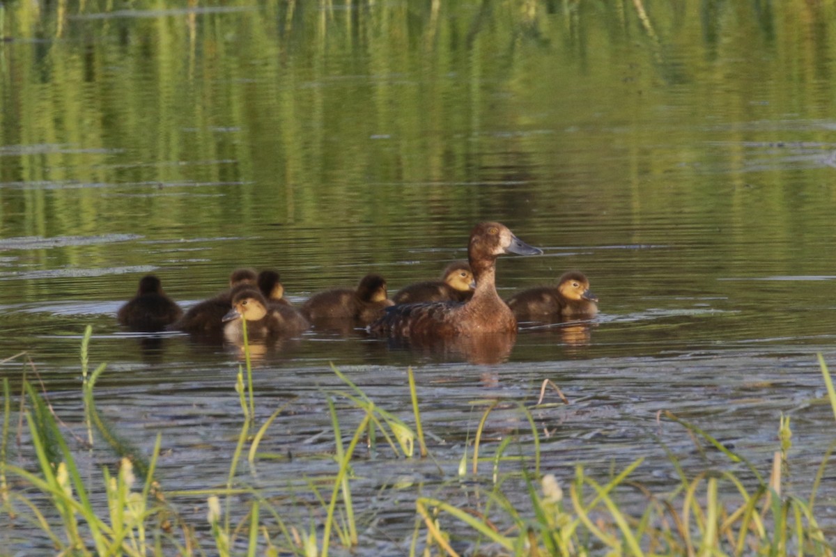 Lesser Scaup - ML273701291