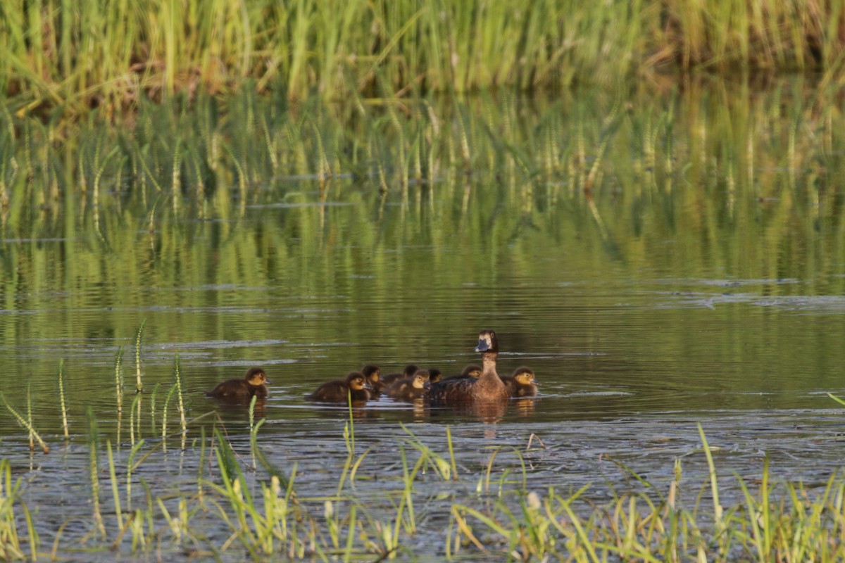 Lesser Scaup - ML273701311