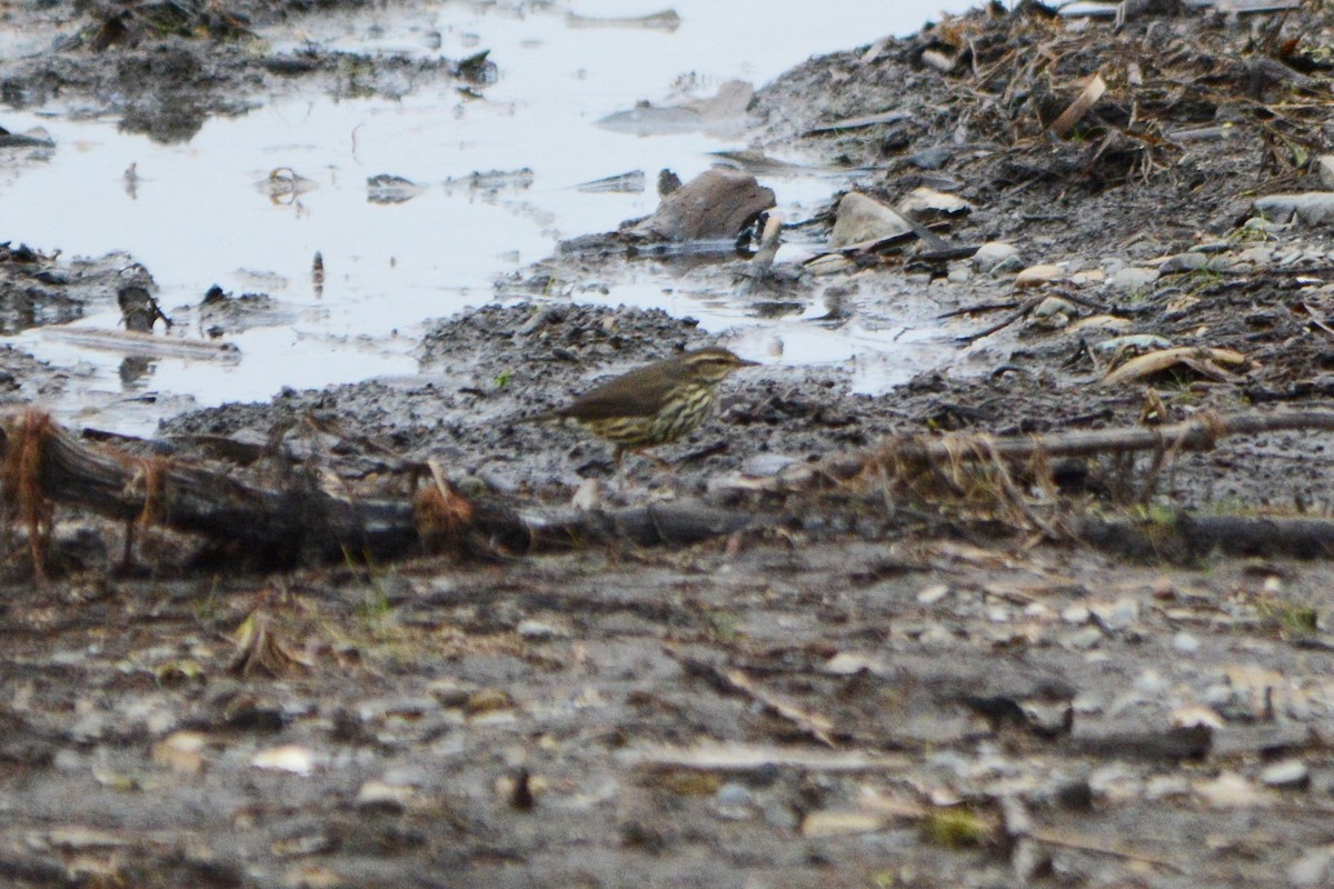 Northern Waterthrush - ML273701871