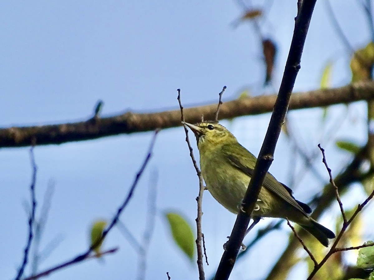 Tennessee Warbler - ML273704381