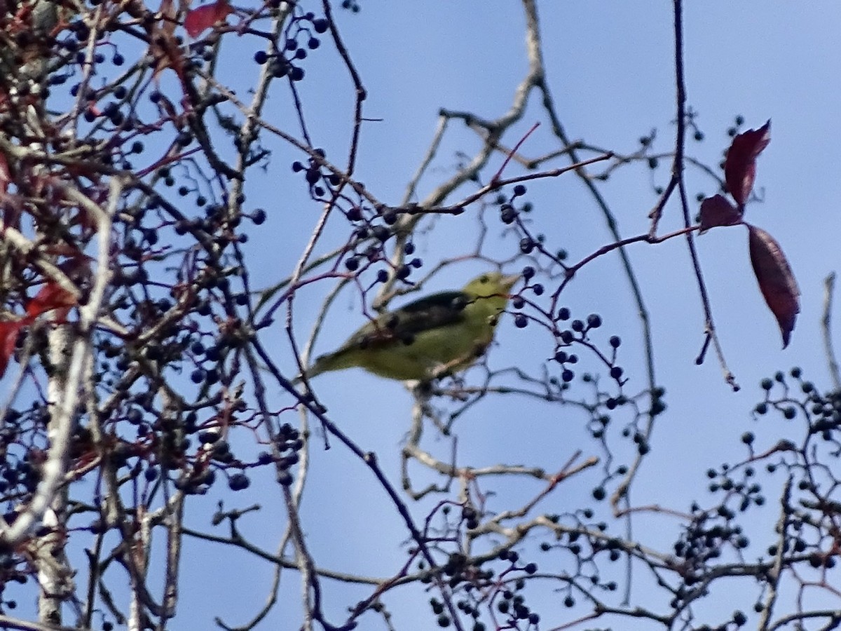 Scarlet Tanager - ML273705201