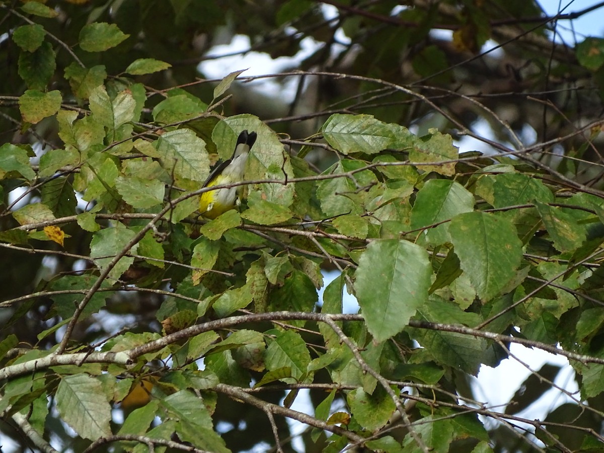 Magnolia Warbler - ML273705711