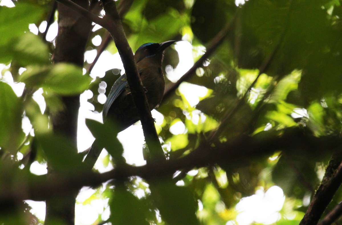 blåpannemotmot - ML27370691