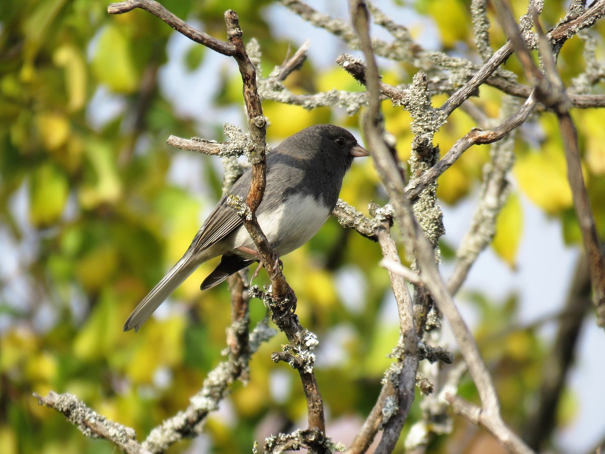 Junco ardoisé - ML273711091