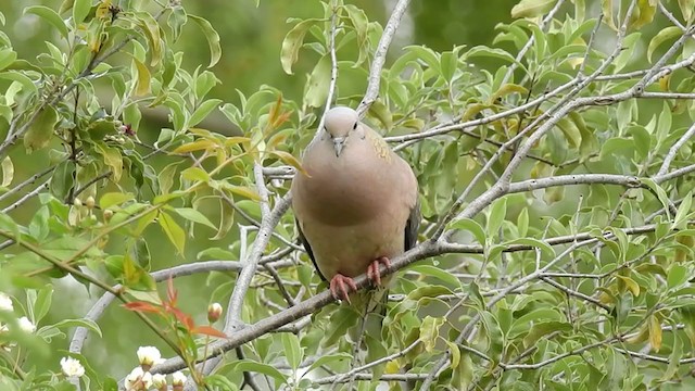 Eared Dove - ML273711851