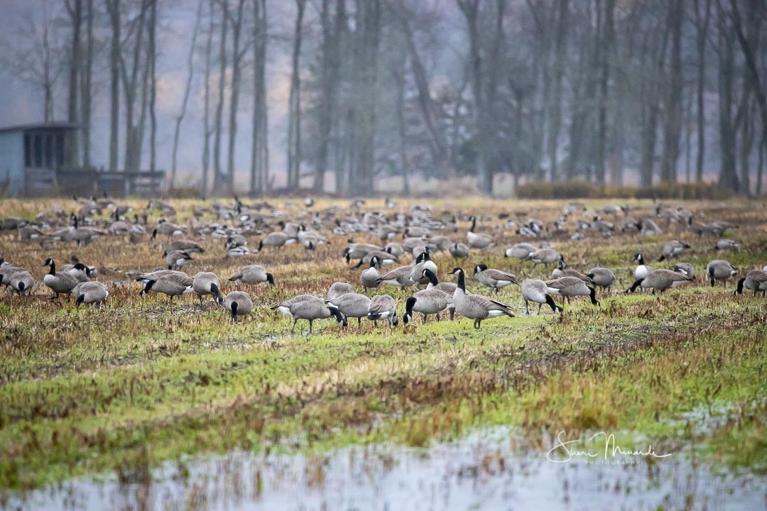 Canada Goose - ML273712061