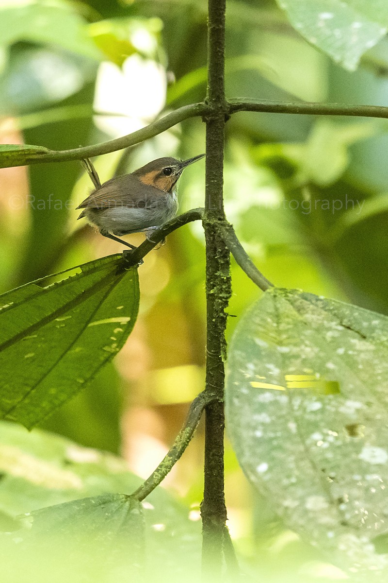 Tawny-faced Gnatwren - ML273714581