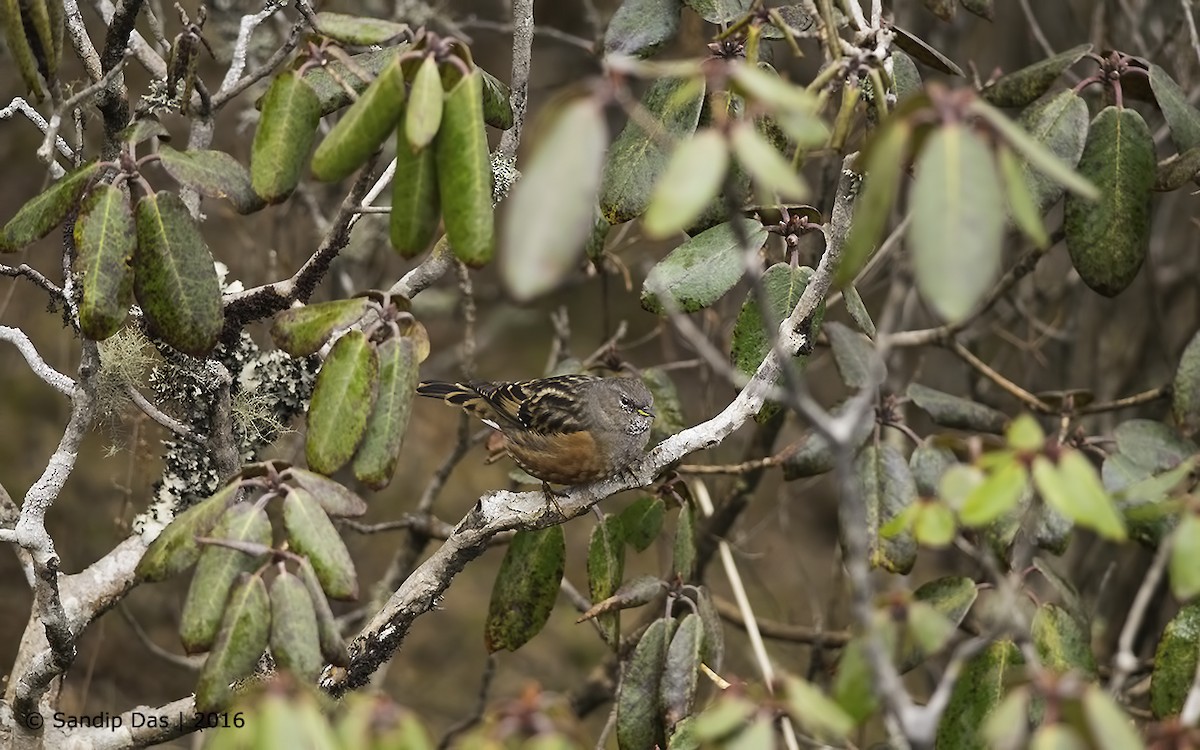 Alpine Accentor - Sandip Das