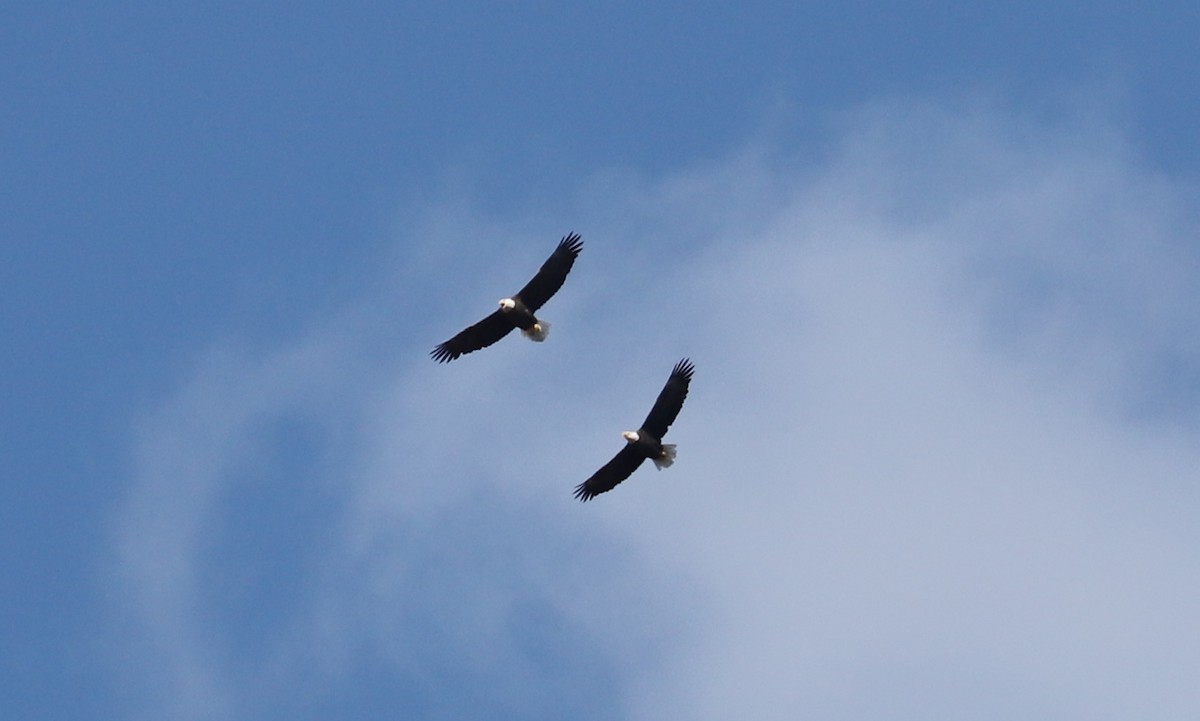 Bald Eagle - ML273715281