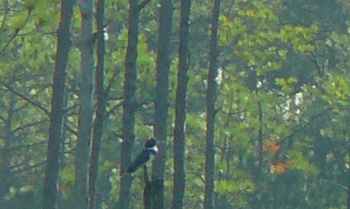 Belted Kingfisher - ML273715851