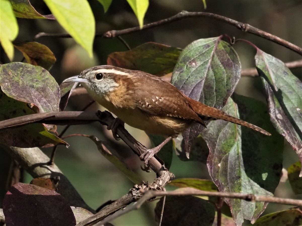 Carolina Wren - ML273715911