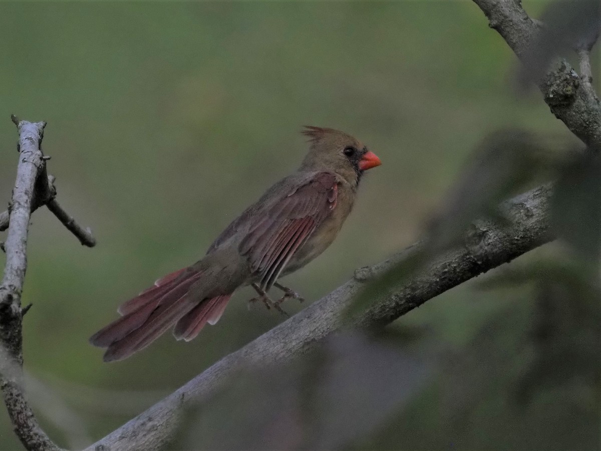 Northern Cardinal - ML273716131