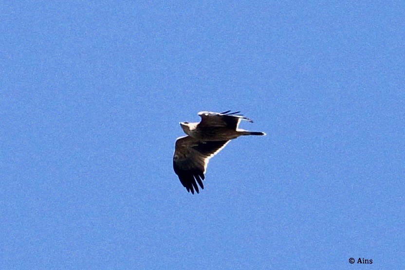 Tawny Eagle - ML273716951
