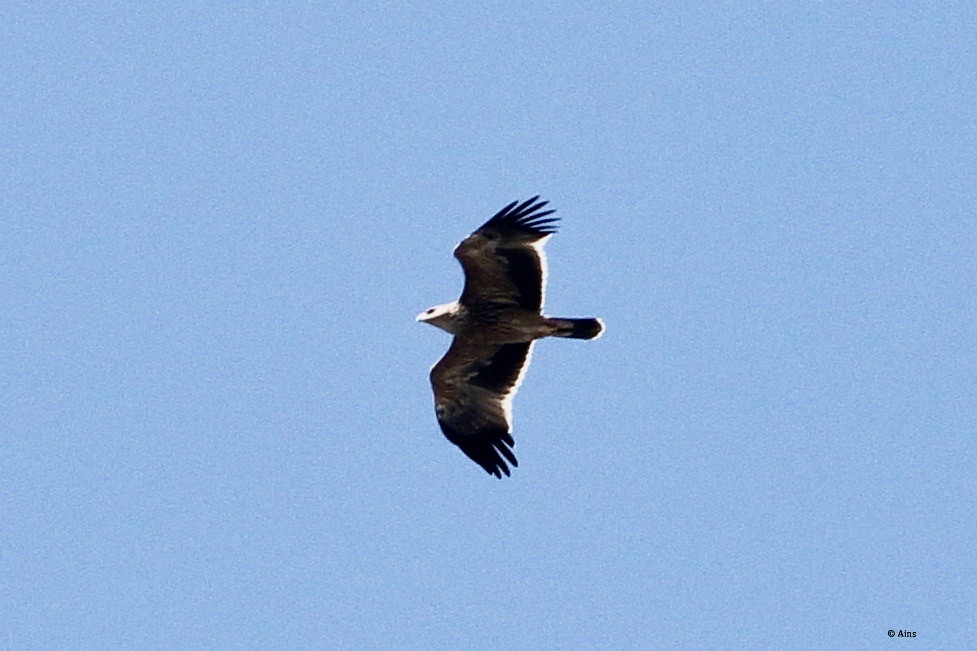 Tawny Eagle - ML273716961