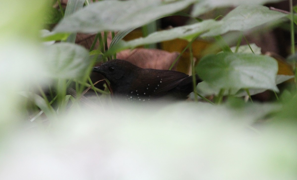 Black-throated Antbird - ML27371881