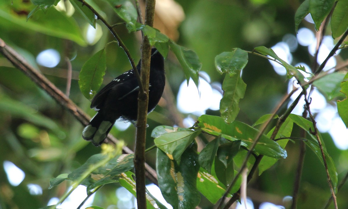 Dot-winged Antwren - Alexander Lees