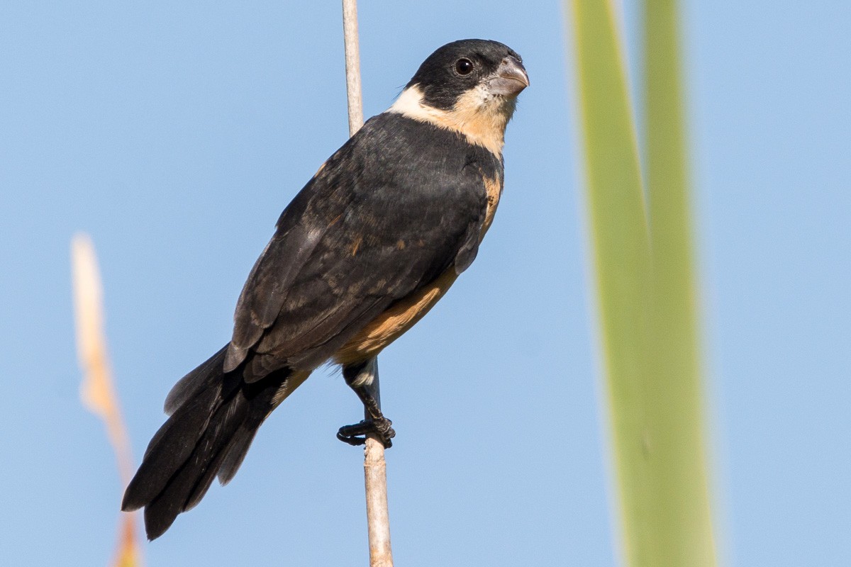 Cinnamon-rumped Seedeater - Juan Miguel Artigas Azas