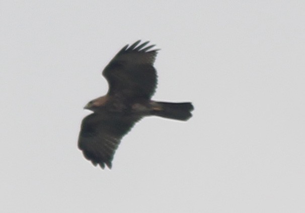 Eastern Buzzard - ML27372291